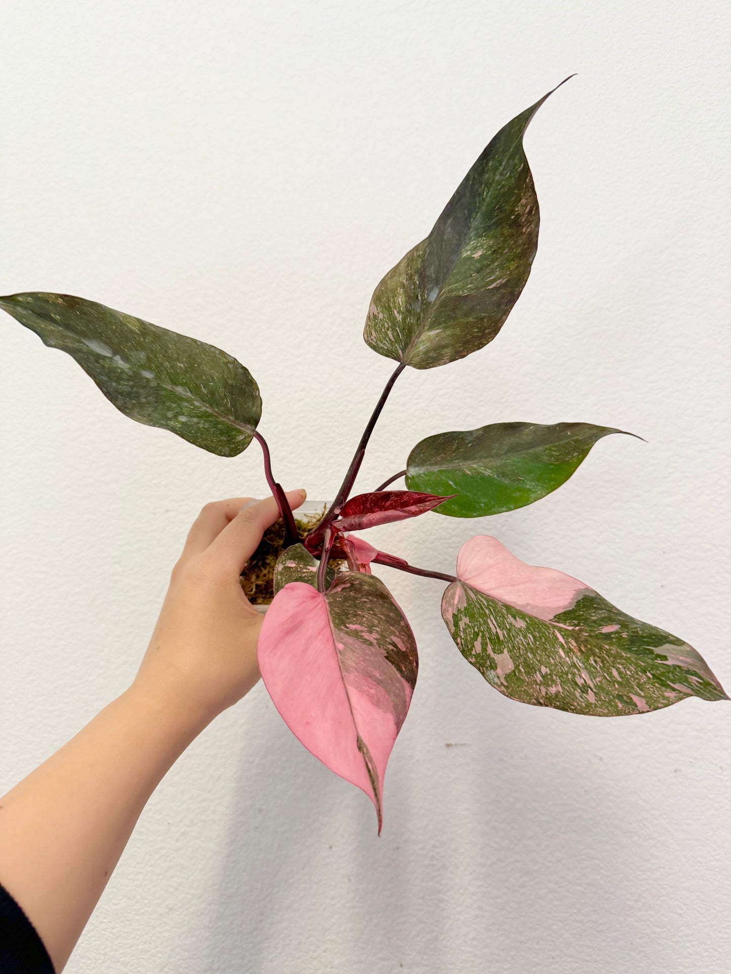Philodendron Pink Princess Marble Galaxy Plant - Growers Choice