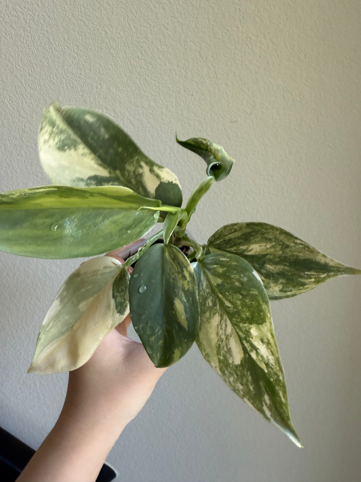 Philodendron silver sword variegated plant