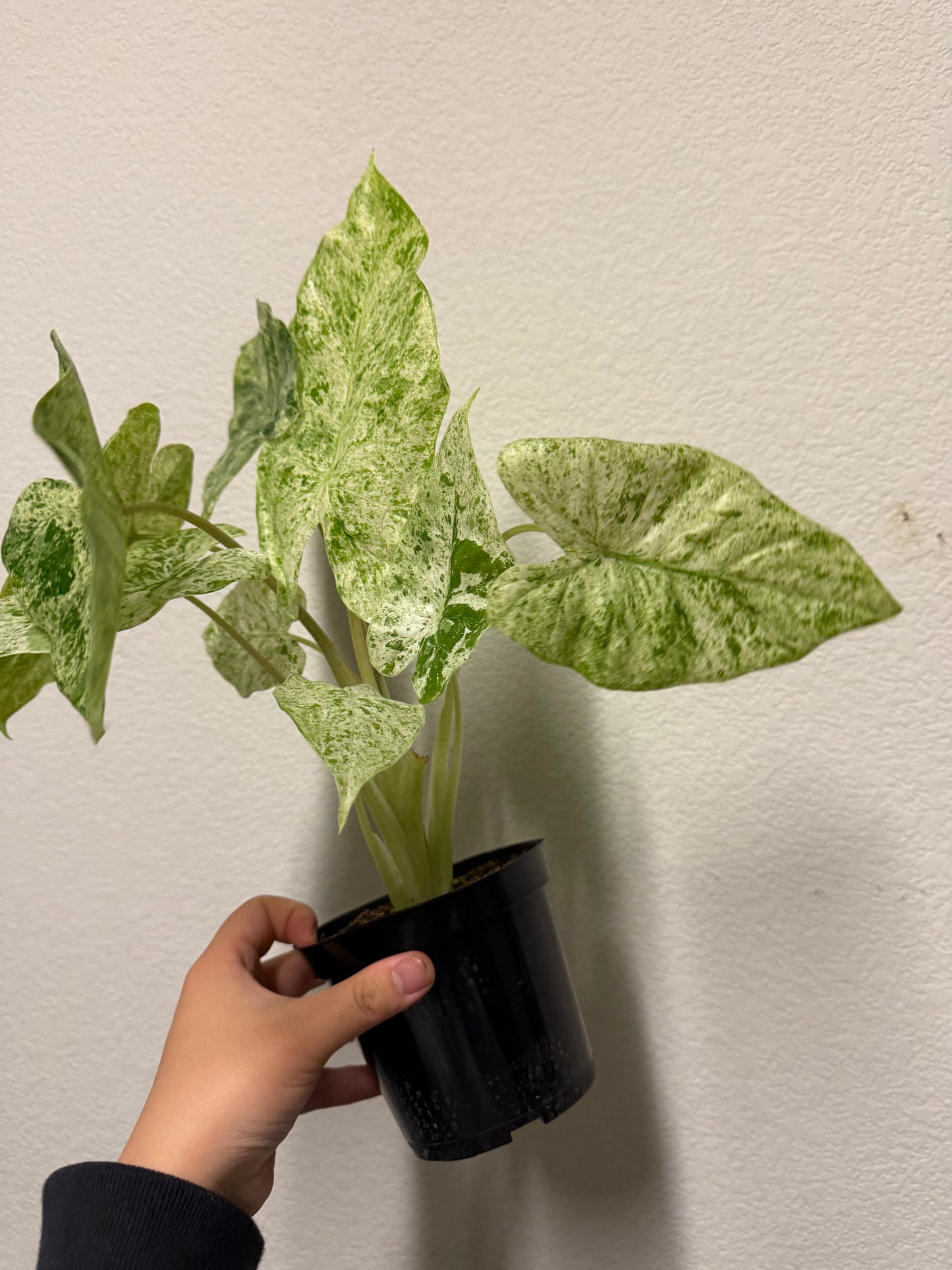 Alocasia odora 'Batik' variegated plant