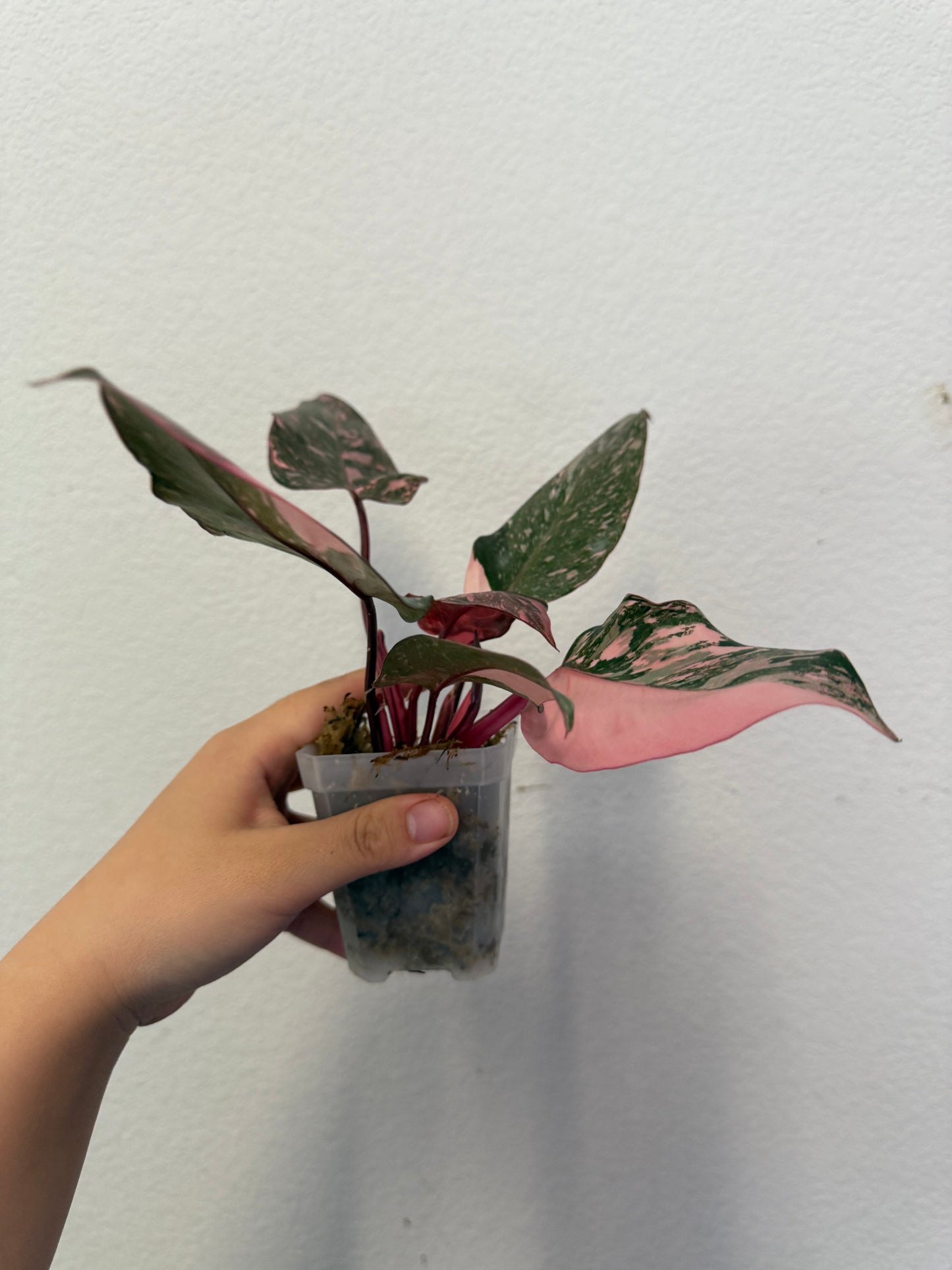 Philodendron Pink Princess Marble Galaxy Plant - Growers Choice