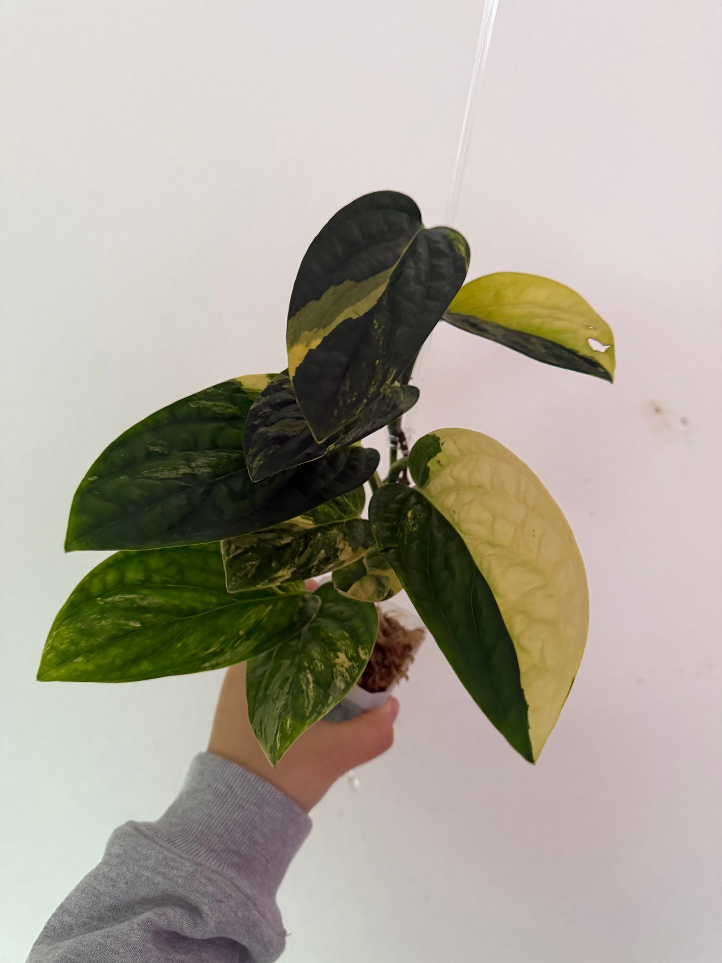 Monstera Burle Marx Flame Plant - Growers choice