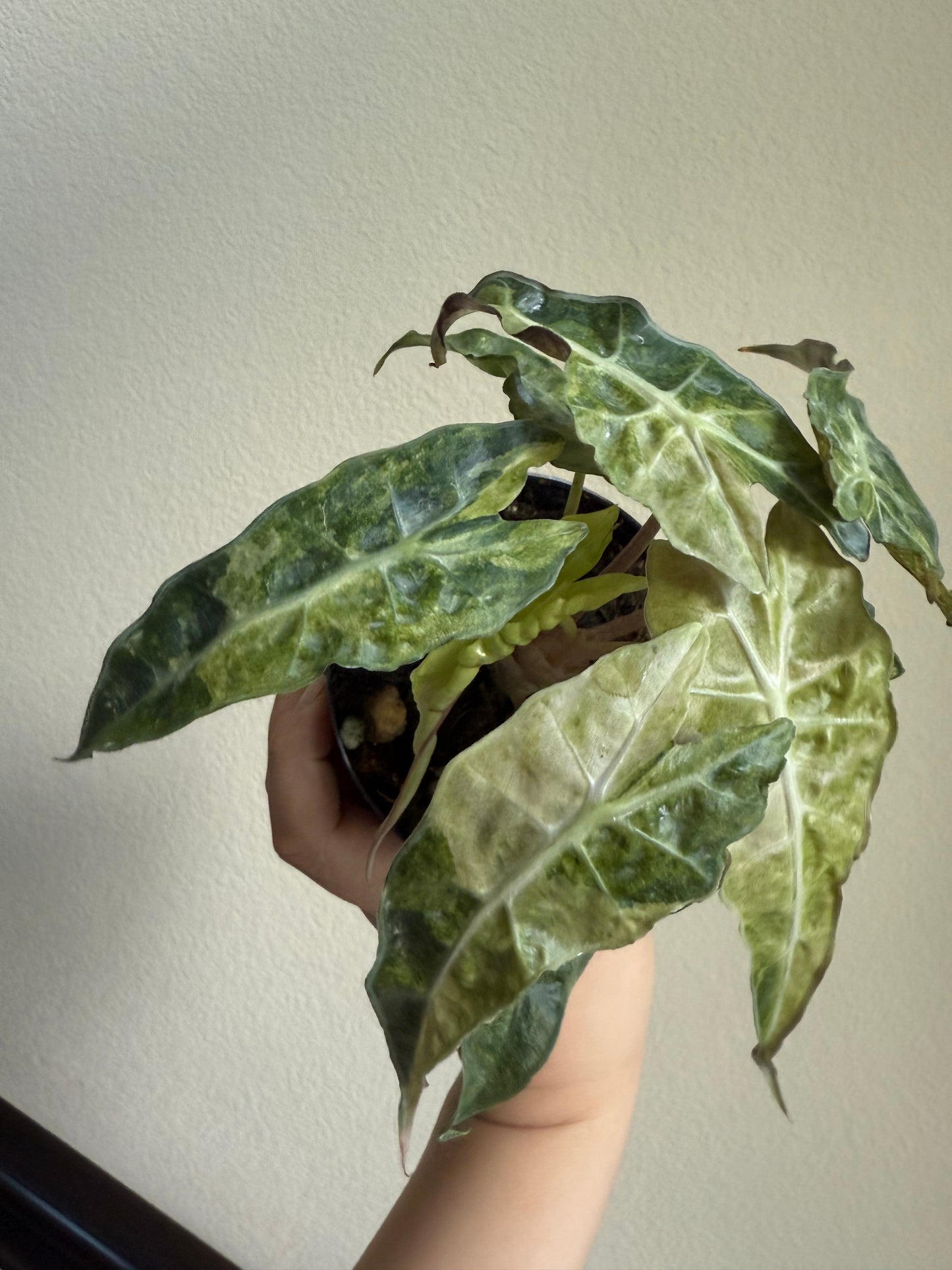 Alocasia amazonica 'Polly' variegated plant
