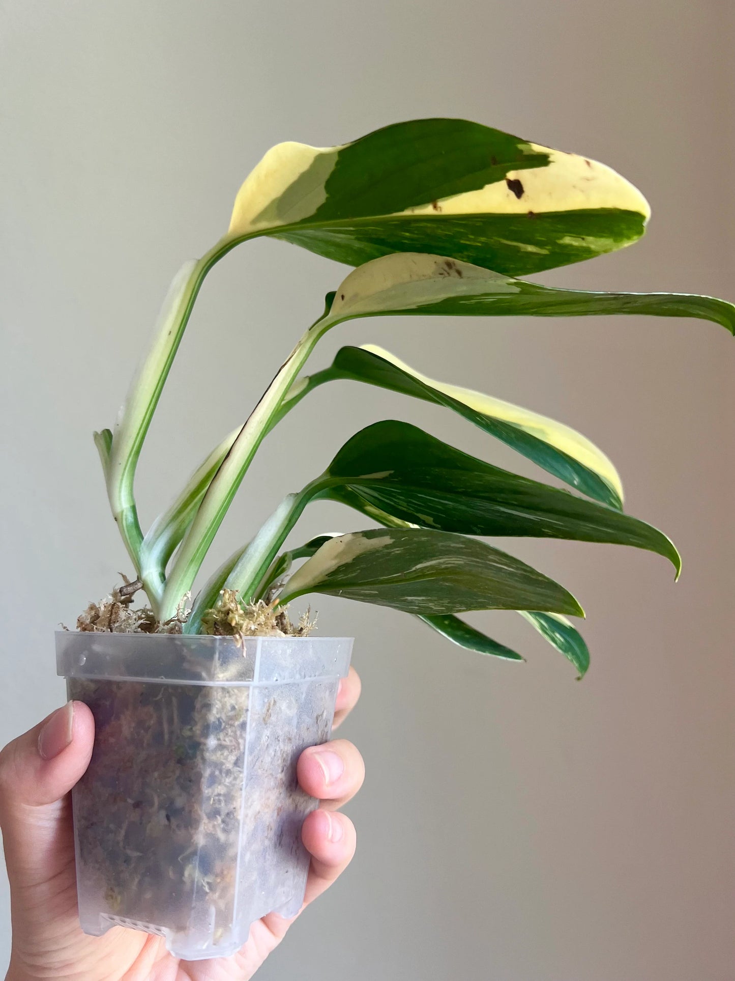 Monstera Standleyana Variegated Plant Growers Choice