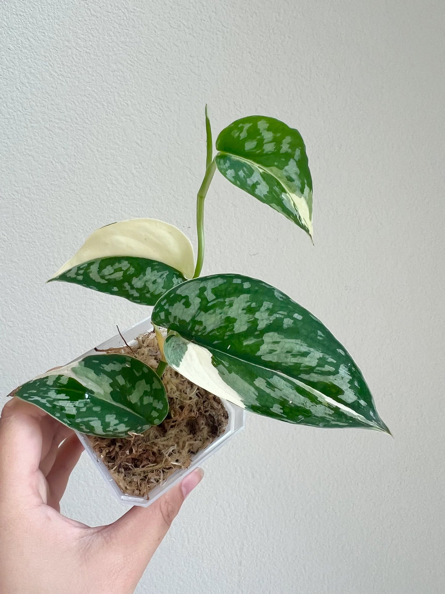 Scindapsus Mayari Variegated Plant - Growers choice