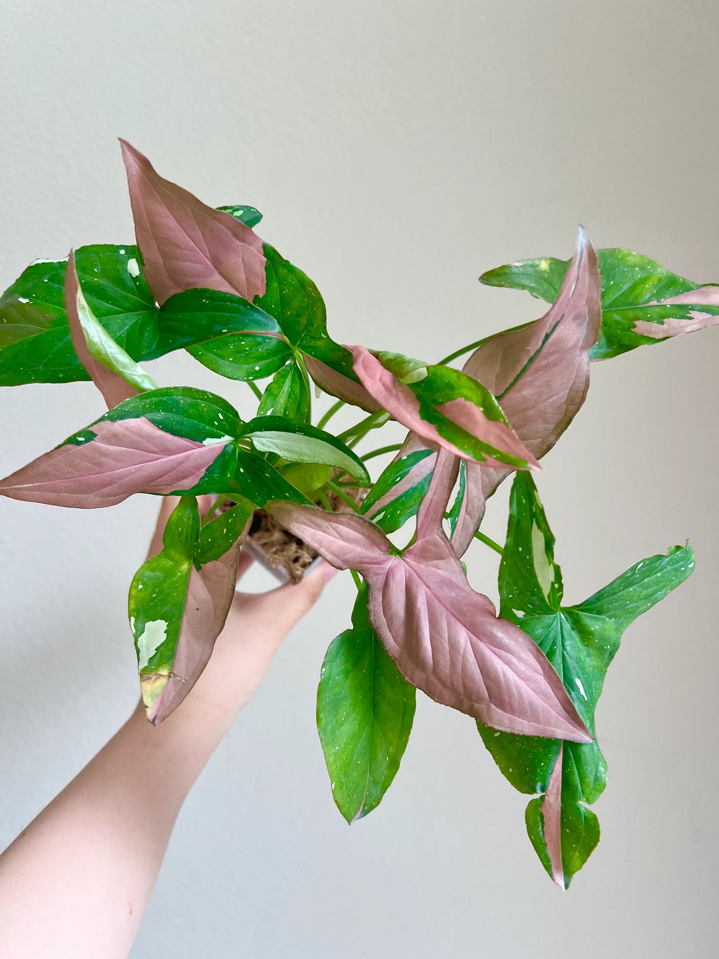 Syngonium Tricolor variegated plant