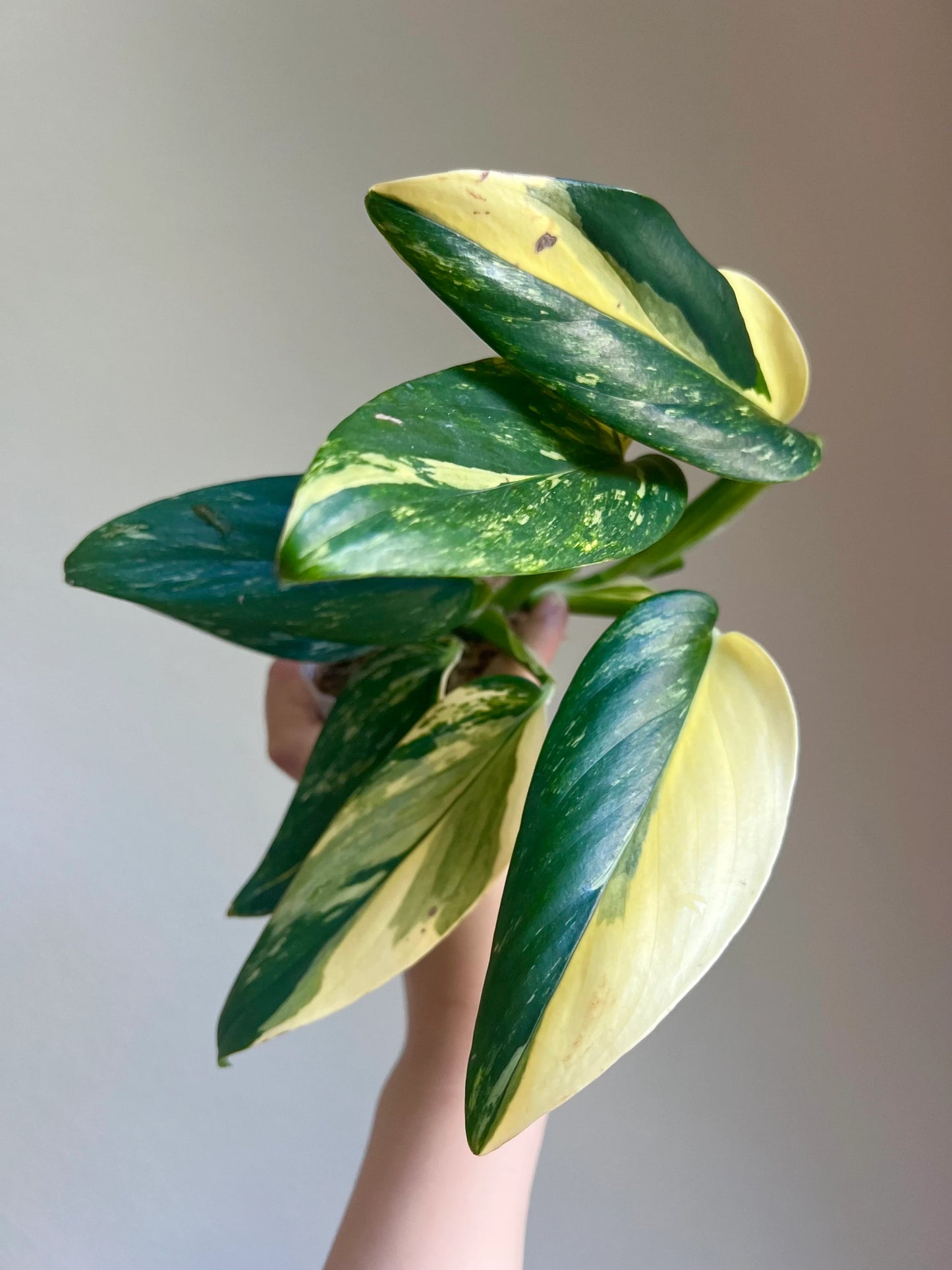 Monstera Standleyana Variegated Plant Growers Choice