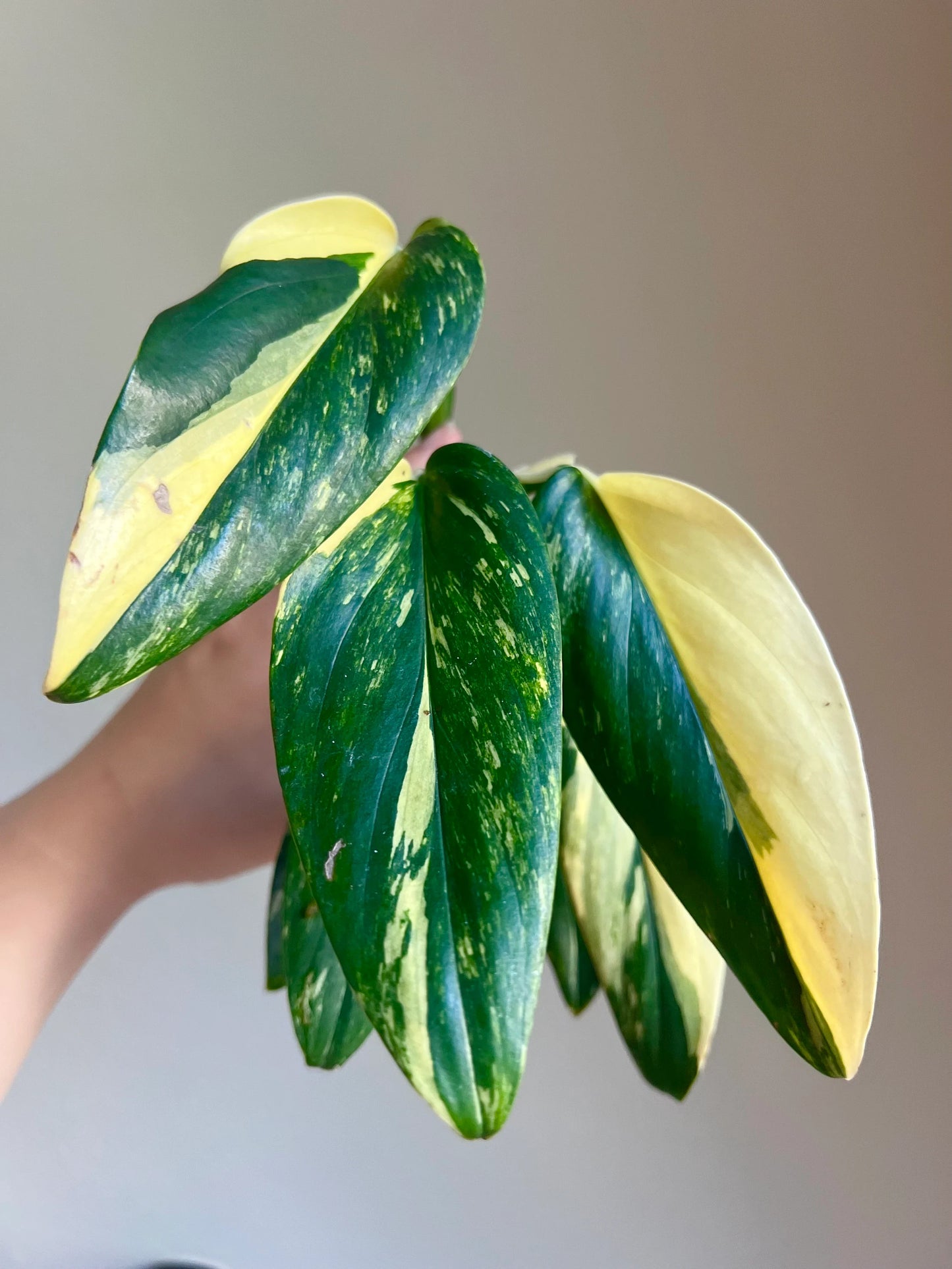 Monstera Standleyana Variegated Plant Growers Choice