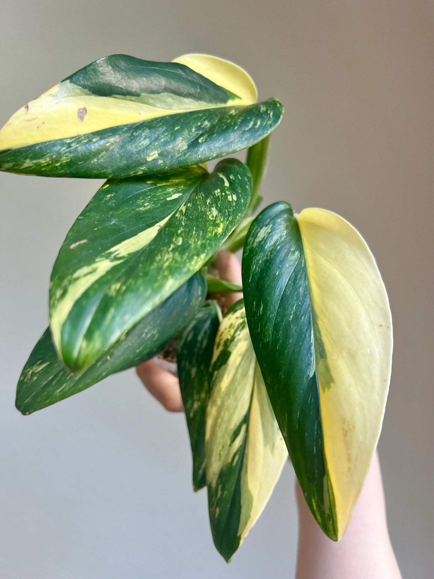Monstera Standleyana Variegated Plant Growers Choice