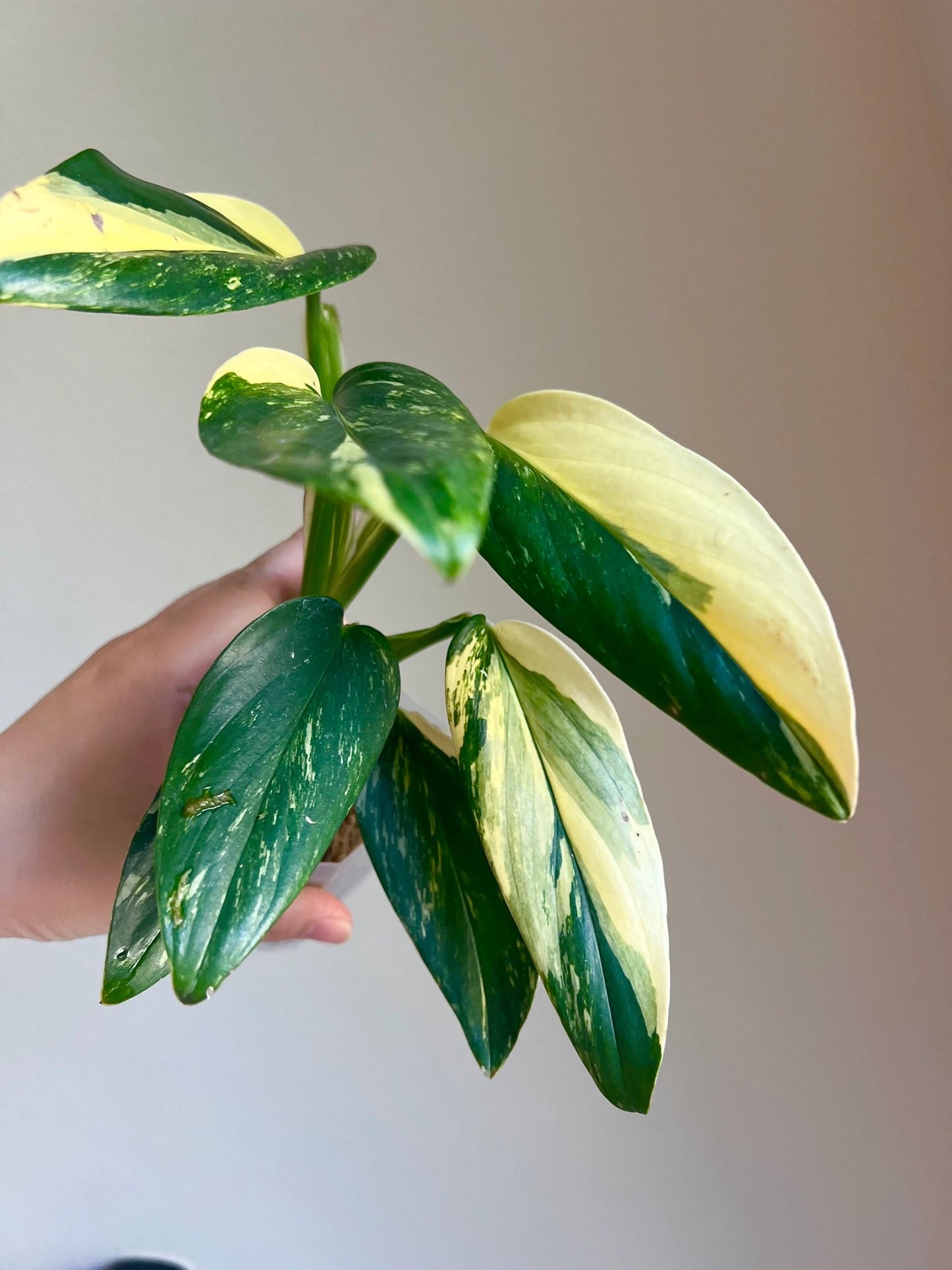 Monstera Standleyana Variegated Plant Growers Choice