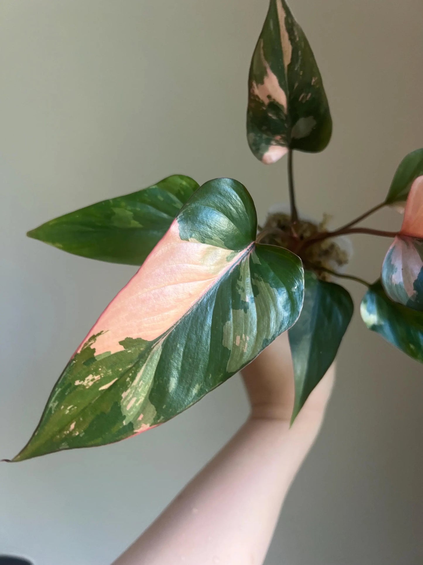 Homalomena Pink Diamond Plant - Growers choice