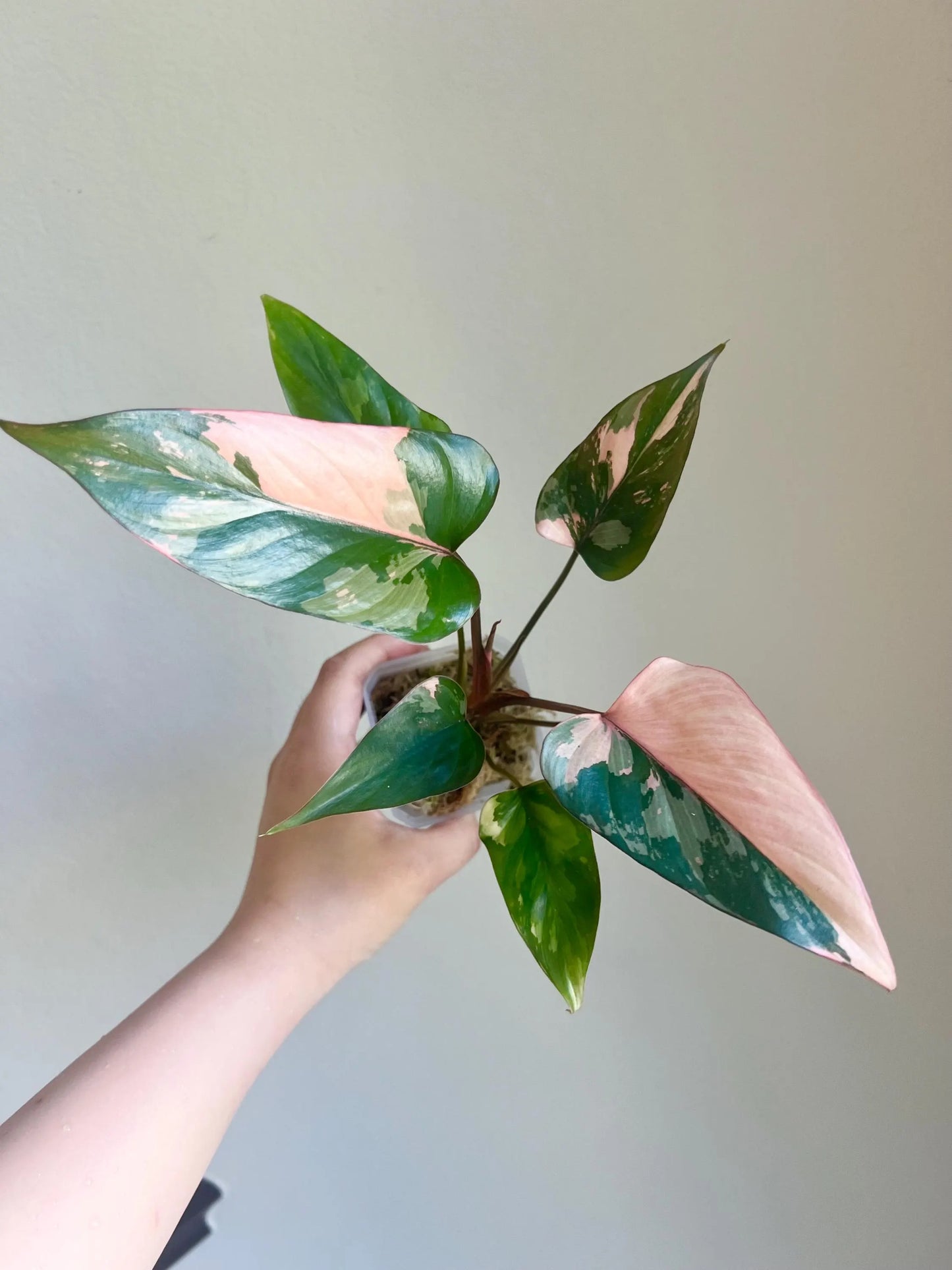 Homalomena Pink Diamond Plant - Growers choice