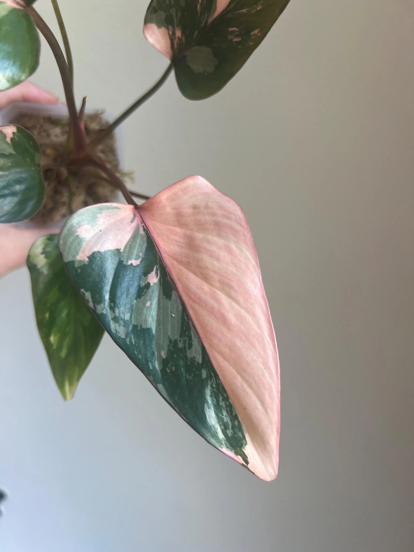 Homalomena Pink Diamond Plant - Growers choice