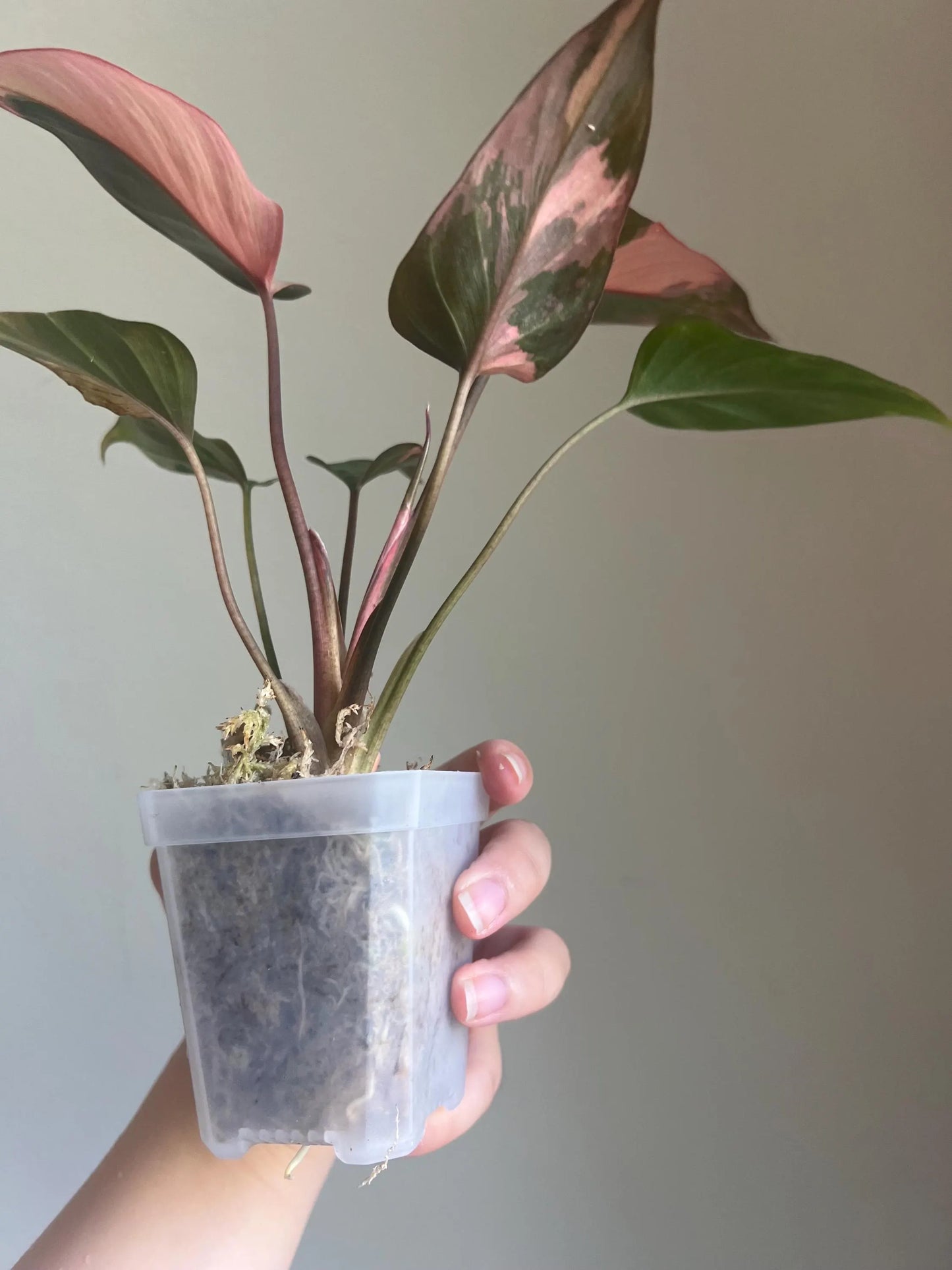 Homalomena Pink Diamond Plant - Growers choice
