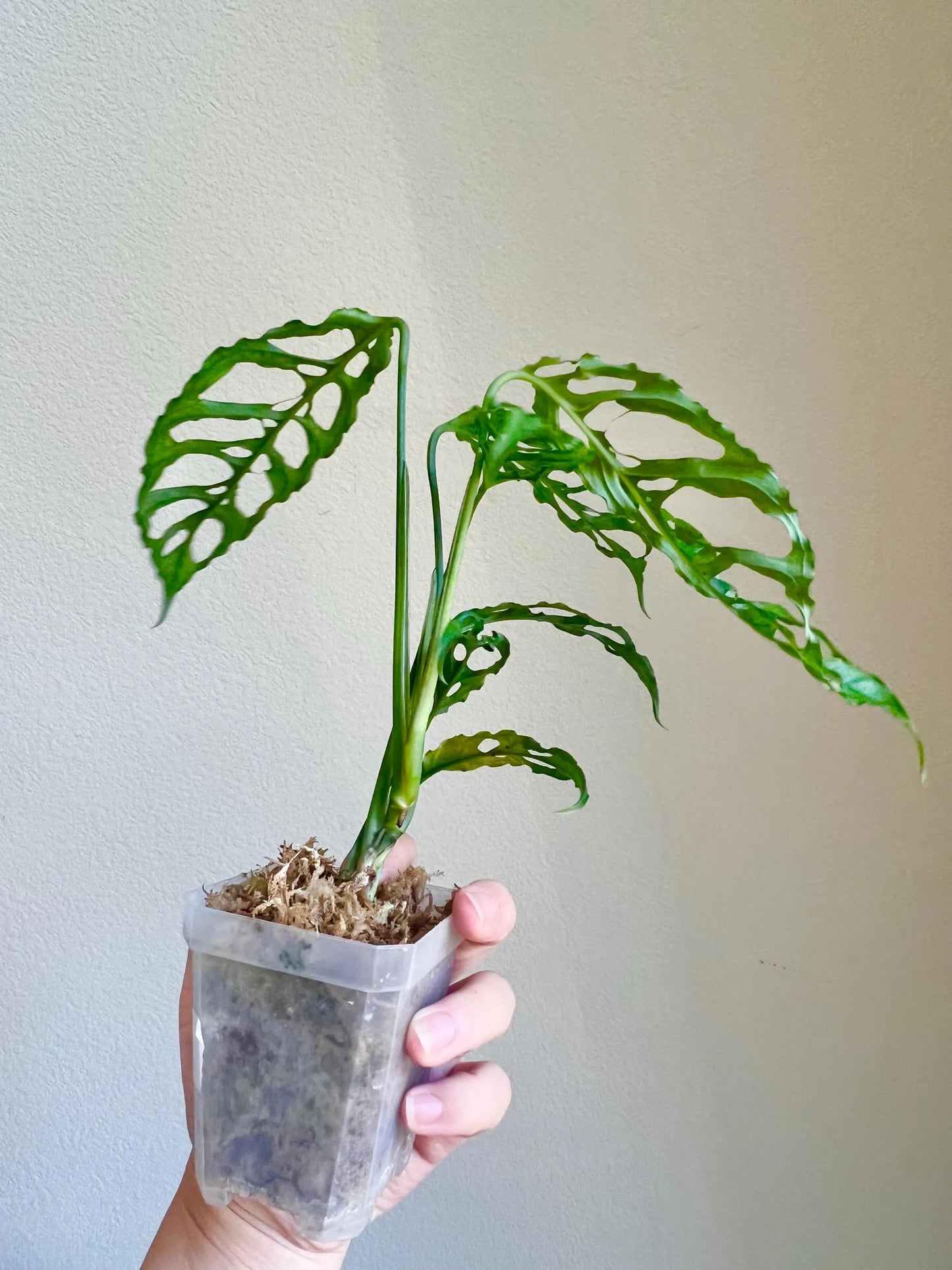 Monstera Obliqua Perù Plant - Growers Choice