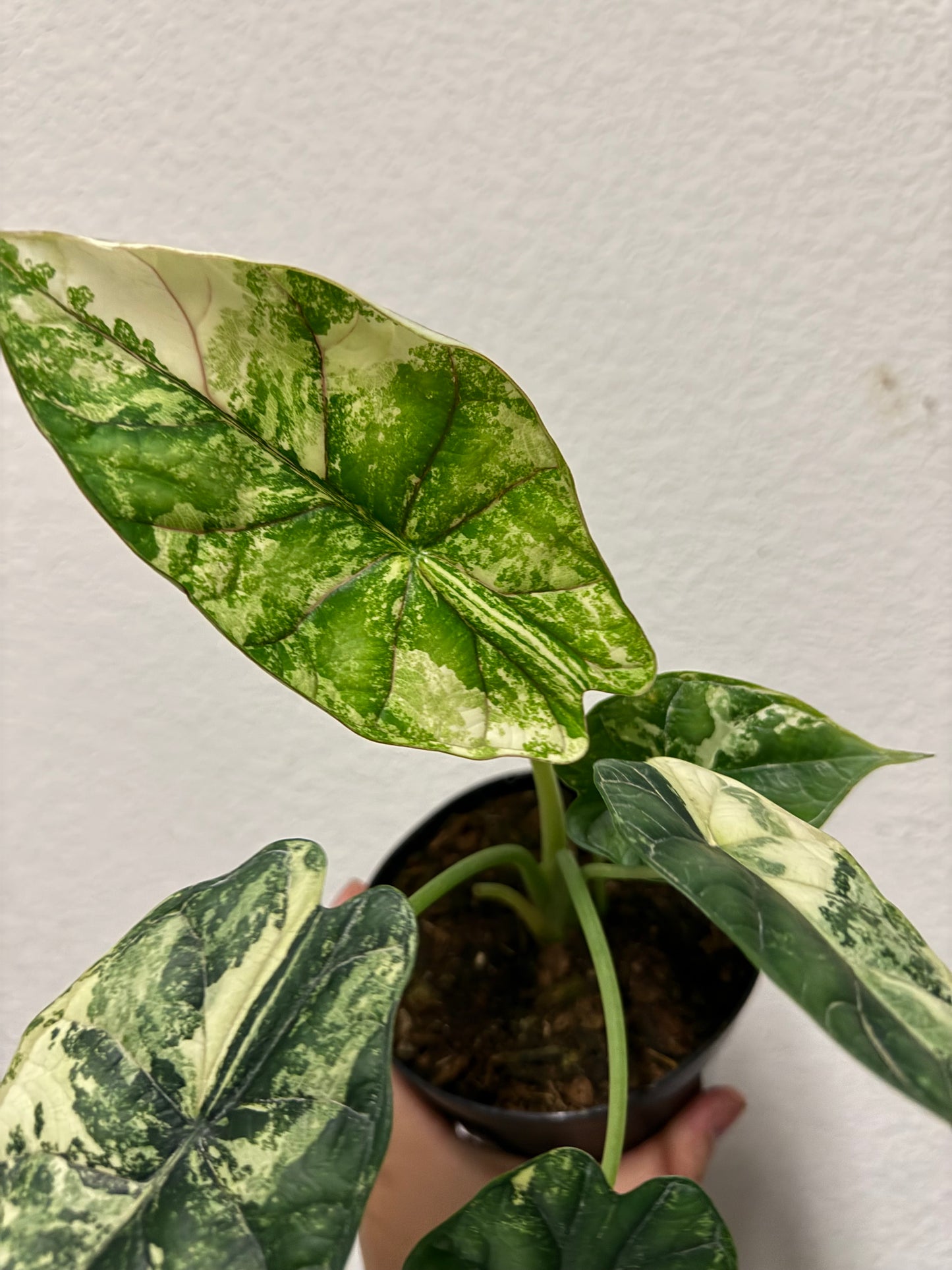 Alocasia baginda 'Dragon Scale' variegated plant