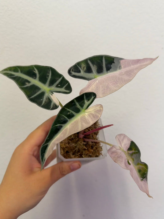 Hoya heuschkeliana variegated plant