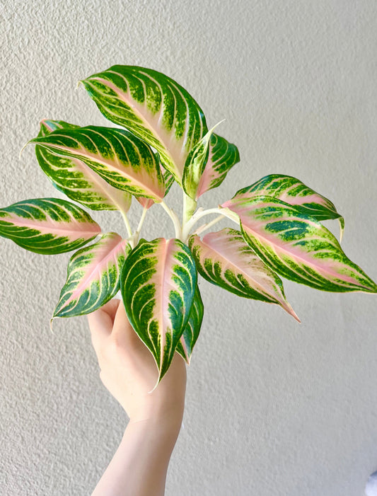 Aglaonema Pink Sunset Plant - Growers Choice