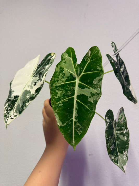 Alocasia frydek variegated plant