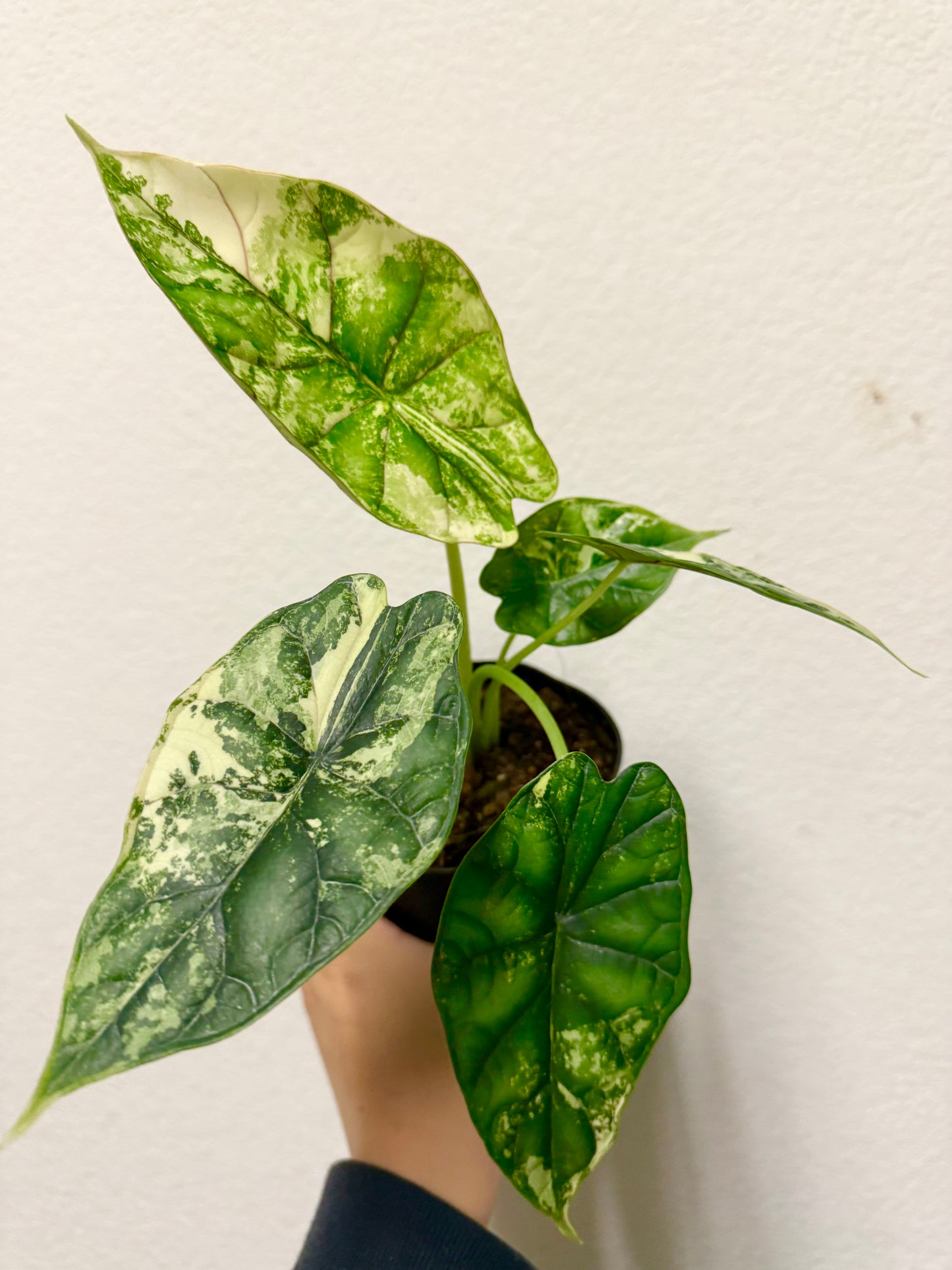 Alocasia baginda 'Dragon Scale' variegated plant
