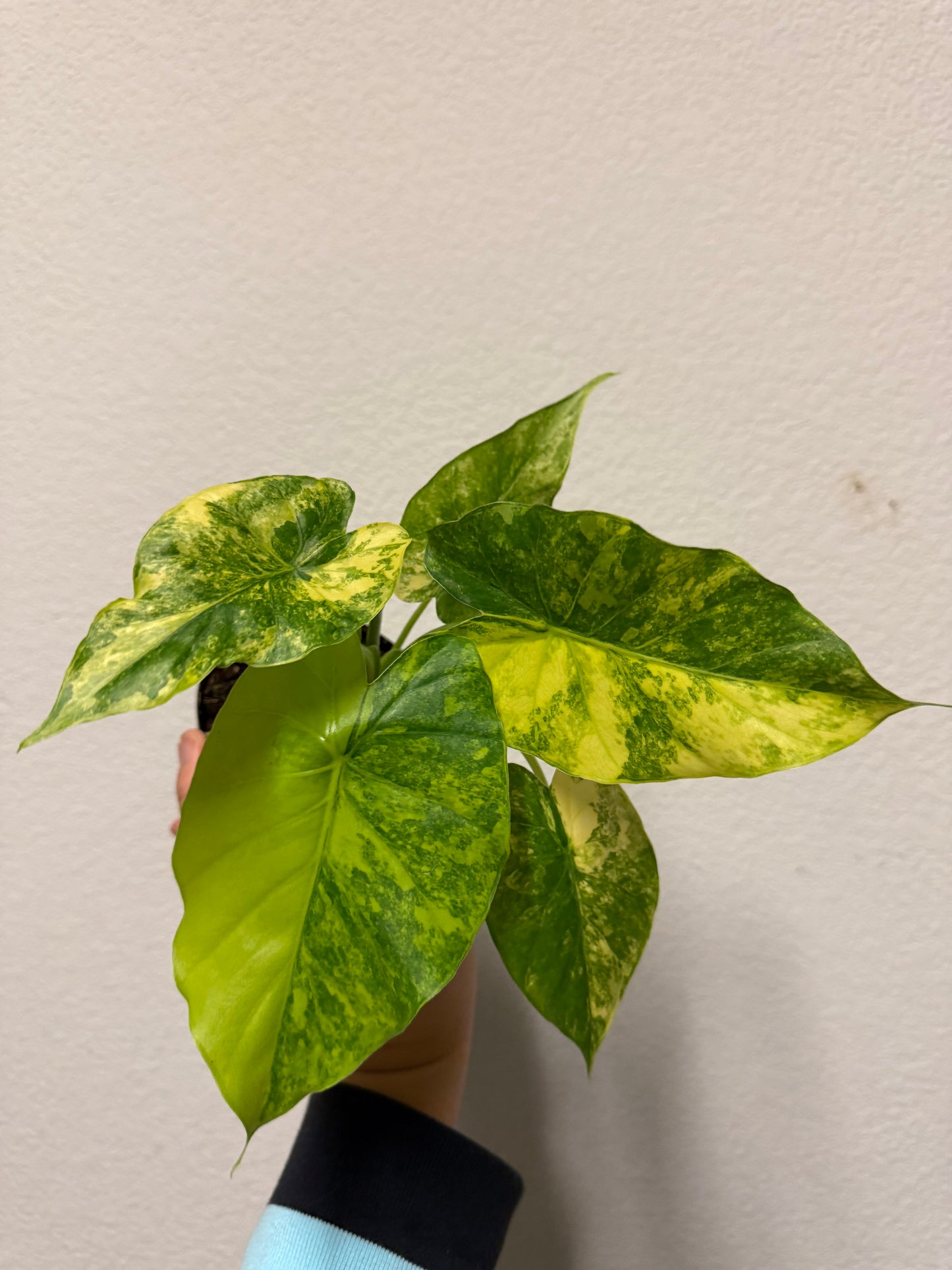 Alocasia gageana Aurea variegated plant