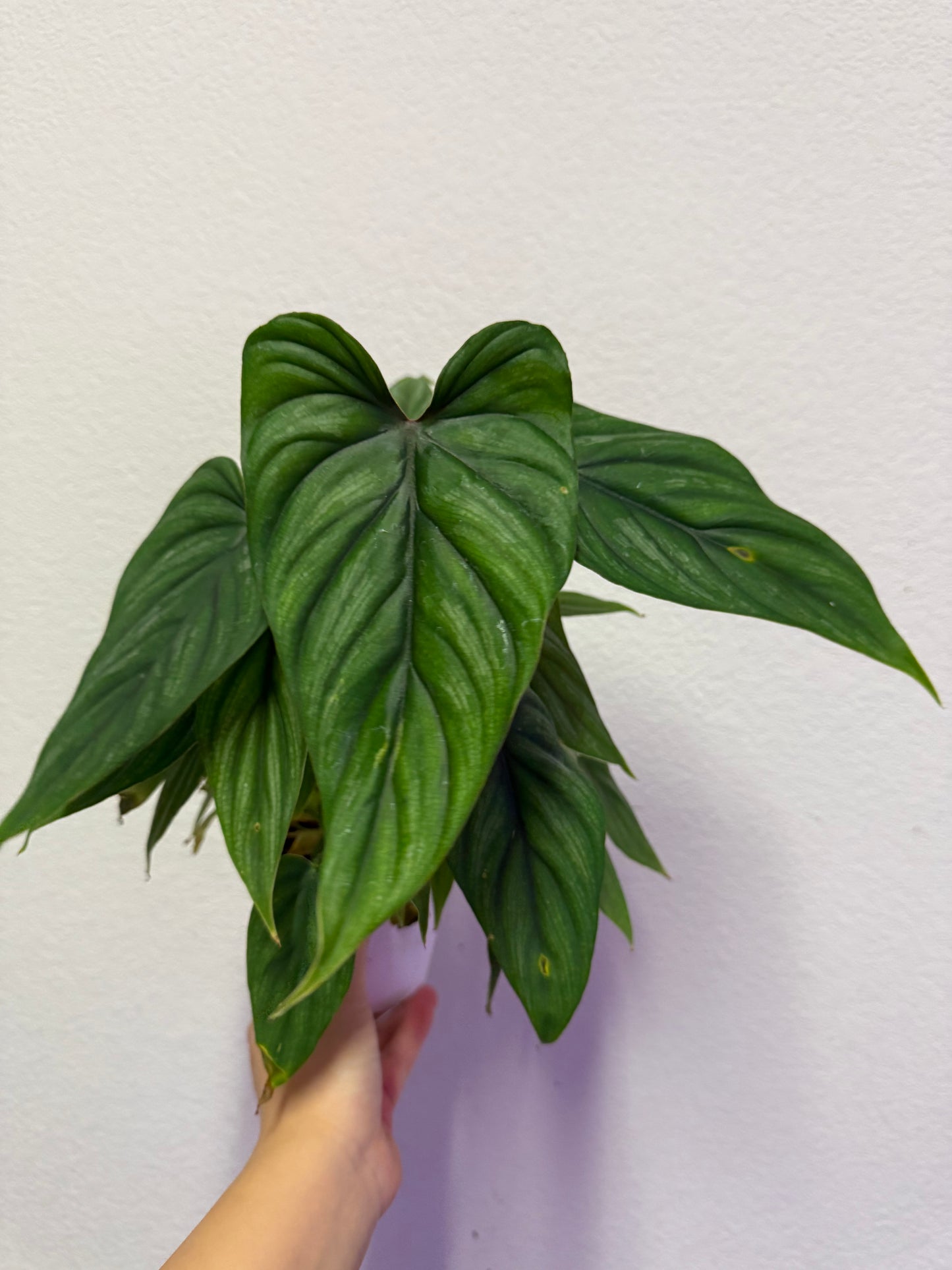 Philodendron plowmanii plant