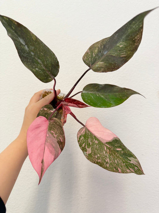 Philodendron Pink Princess Marble Galaxy Plant - Growers Choice