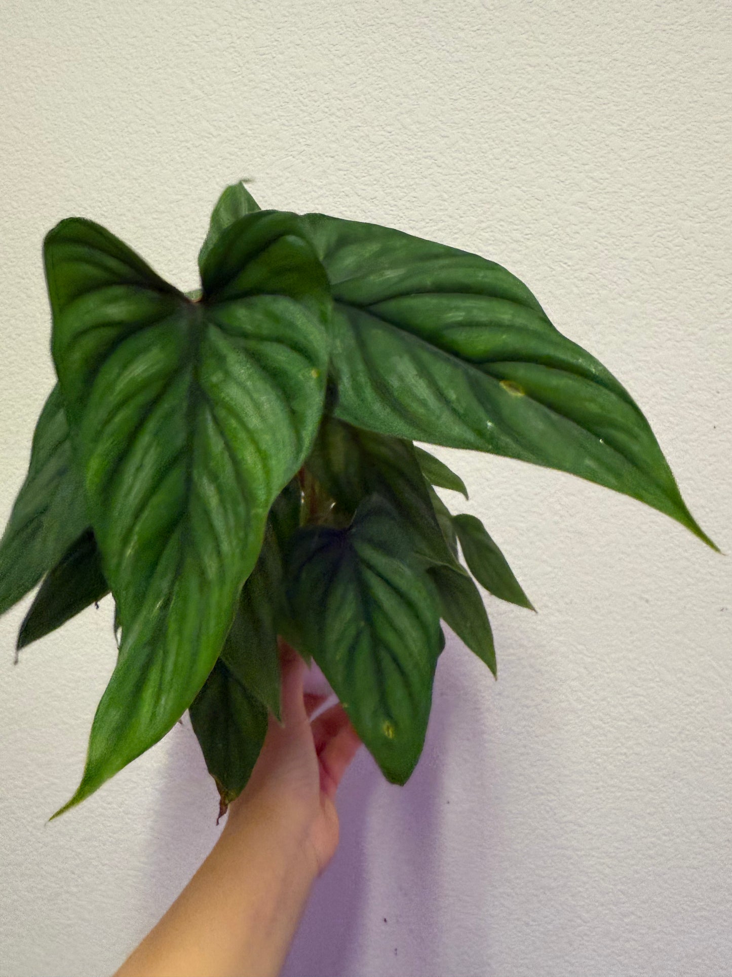 Philodendron plowmanii plant