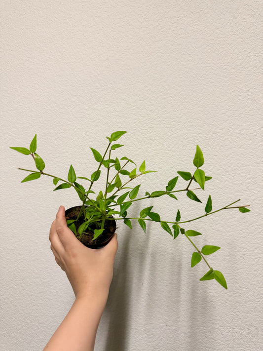 Hoya bella plant