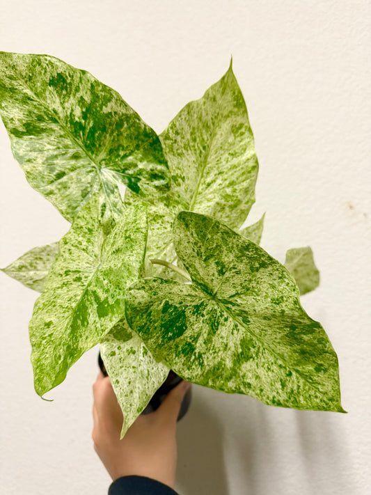 Alocasia odora 'Batik' variegated plant