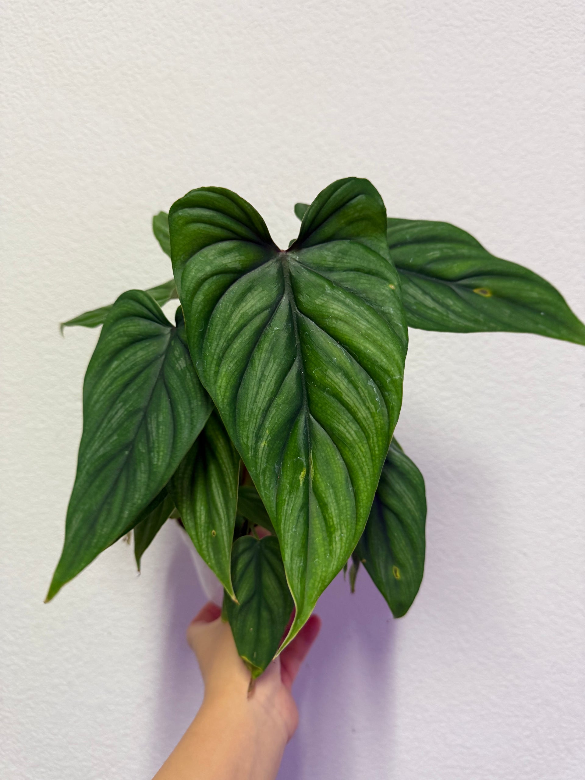 Philodendron plowmanii plant – SparkJoyGarden