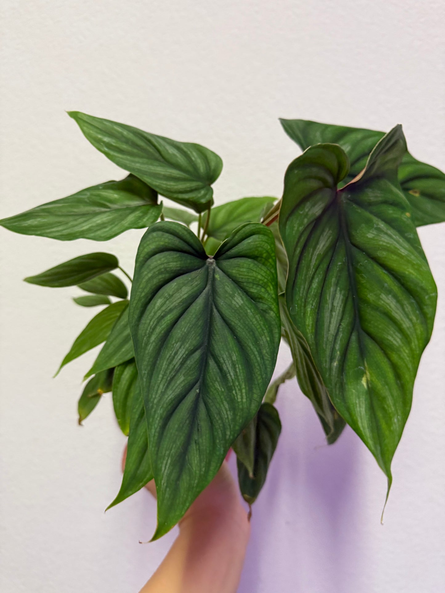 Philodendron plowmanii plant