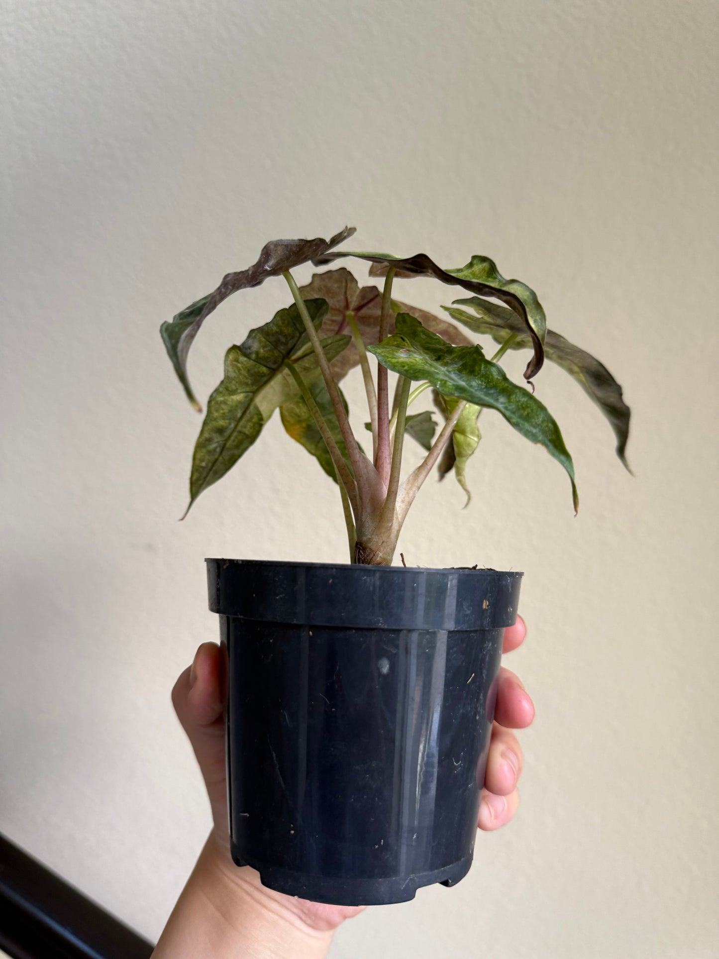 Alocasia amazonica 'Polly' variegated plant