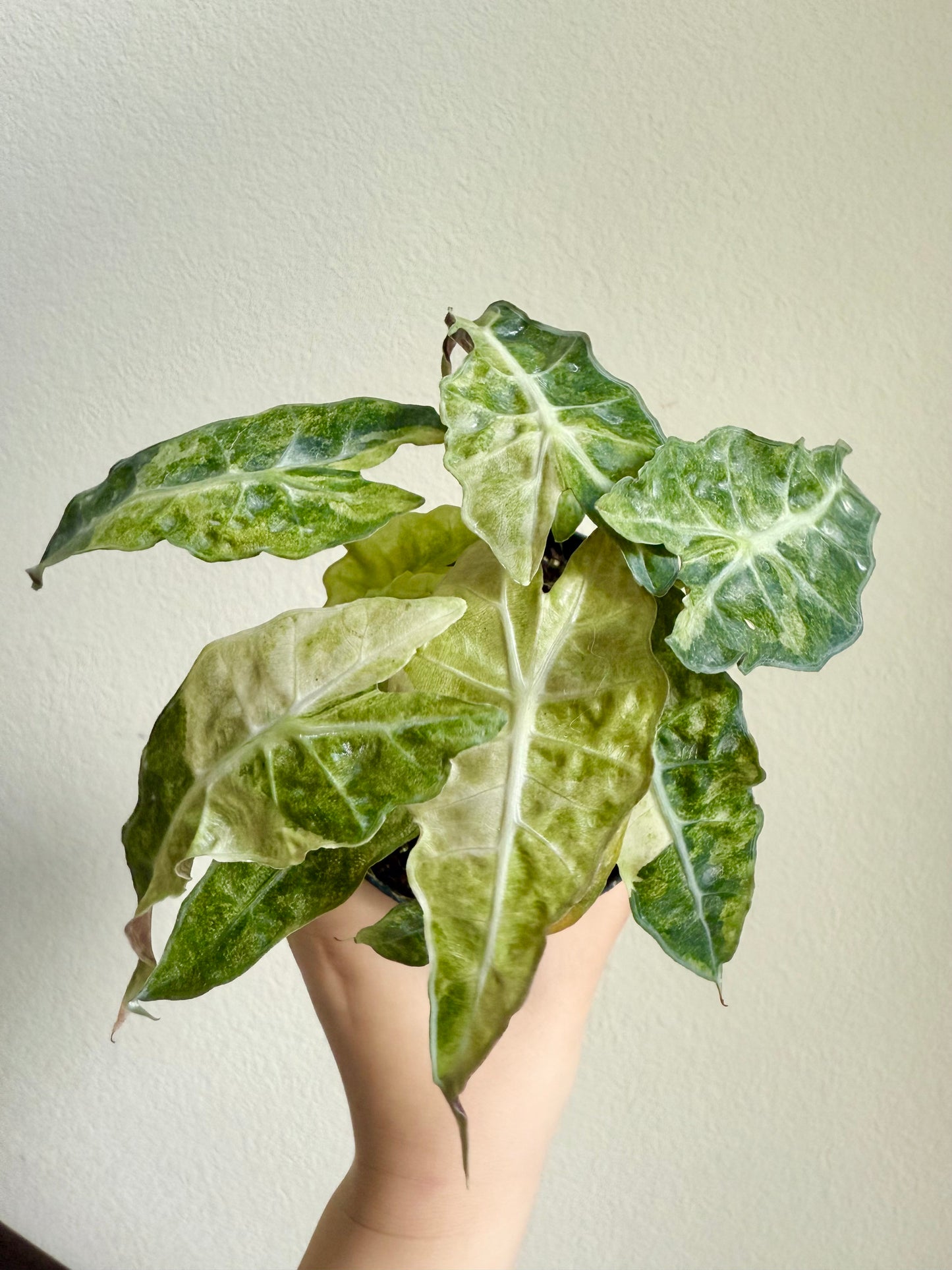 Alocasia amazonica 'Polly' variegated plant