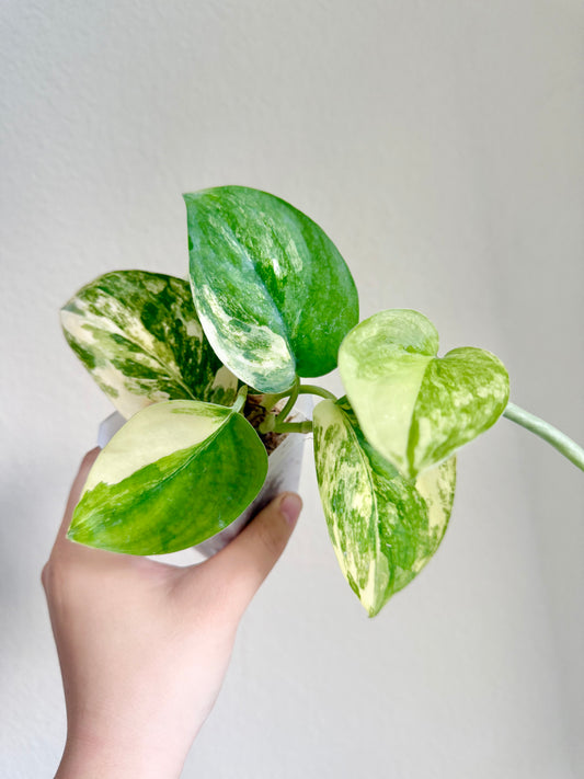 Scindapsus Jade Satin Variegated Plant - Growers choice