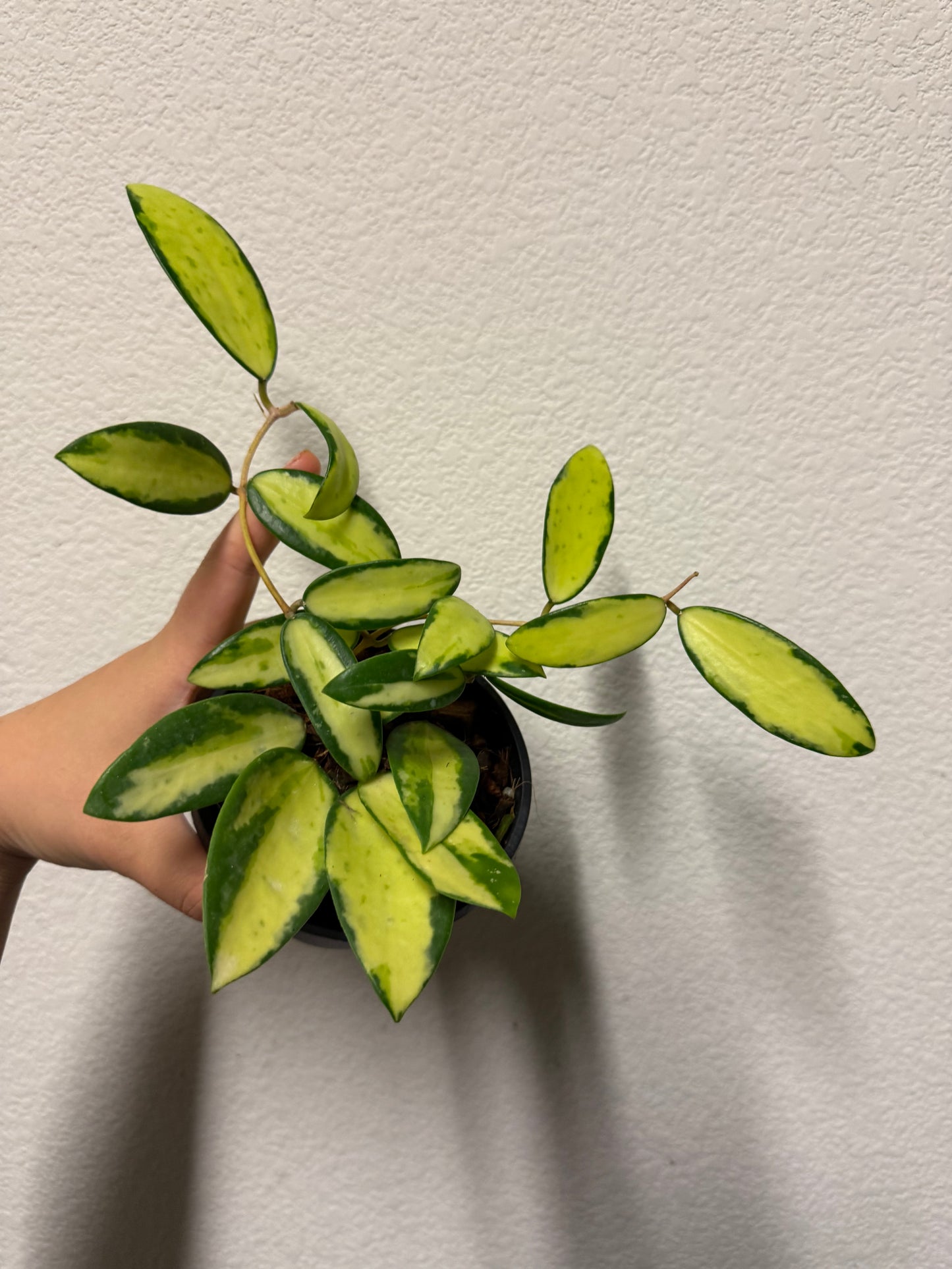 Hoya acuta (Inner variegation) plant