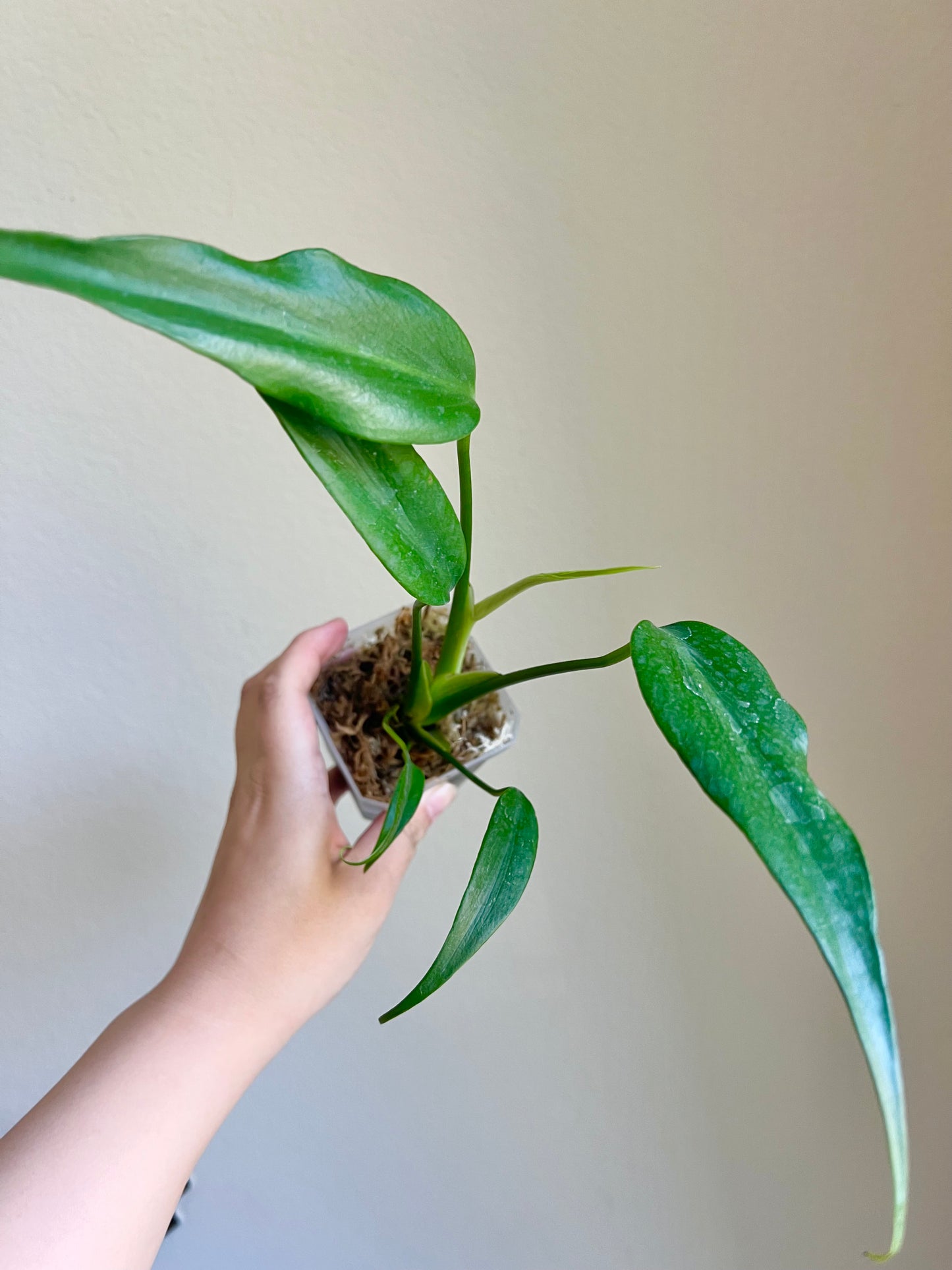 Monstera Burle Marx Flame Plant - Growers choice