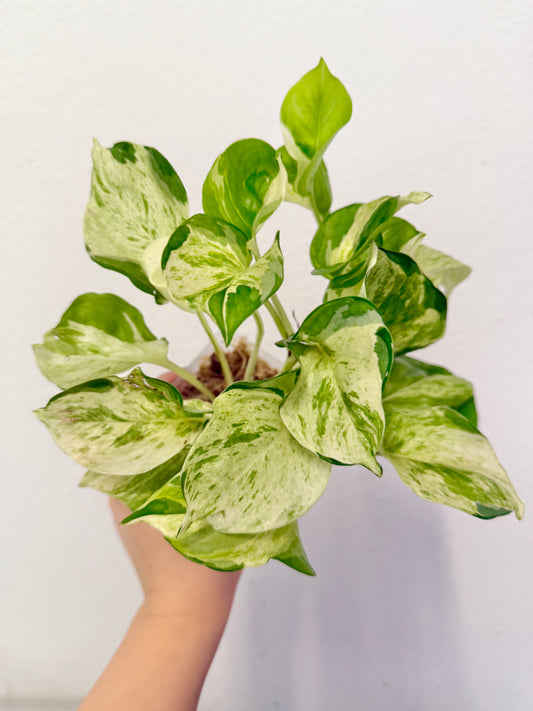 Manjula Pothos Plant - Growers Choice
