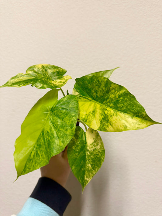 Alocasia gageana Aurea variegated plant