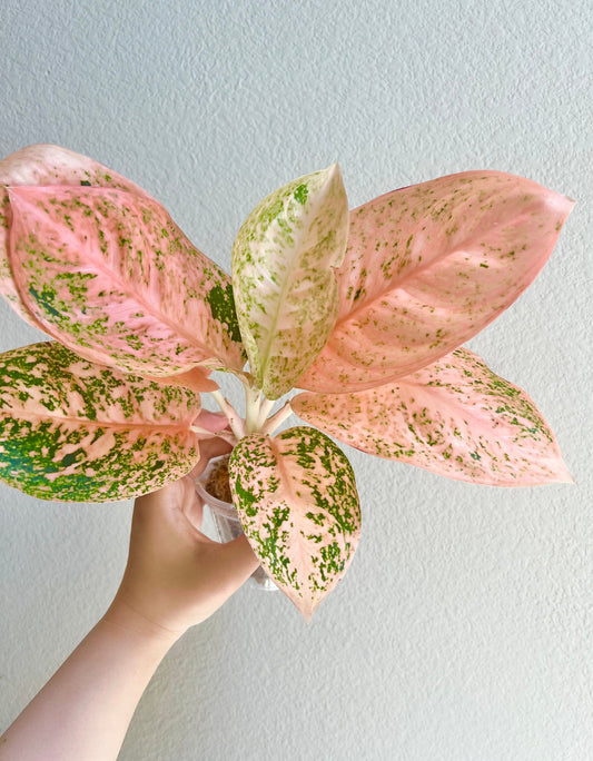 Aglaonema Orange Stardust Plant - Growers Choice