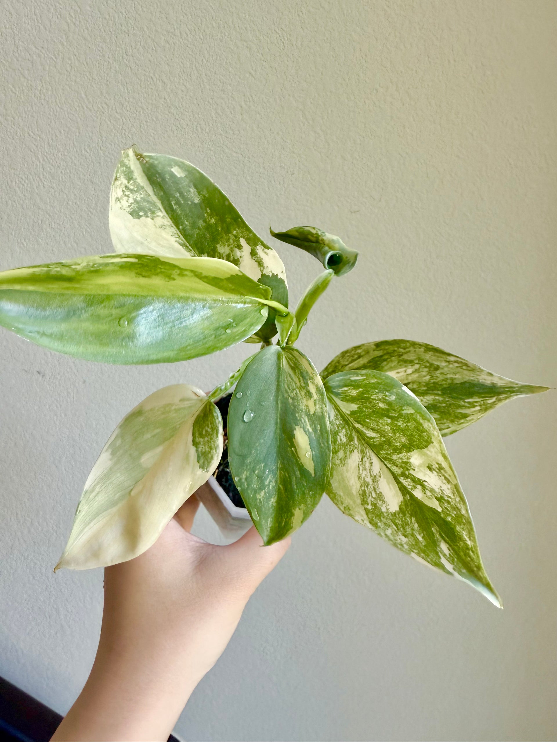 Philodendron silver sword variegated plant – SparkJoyGarden