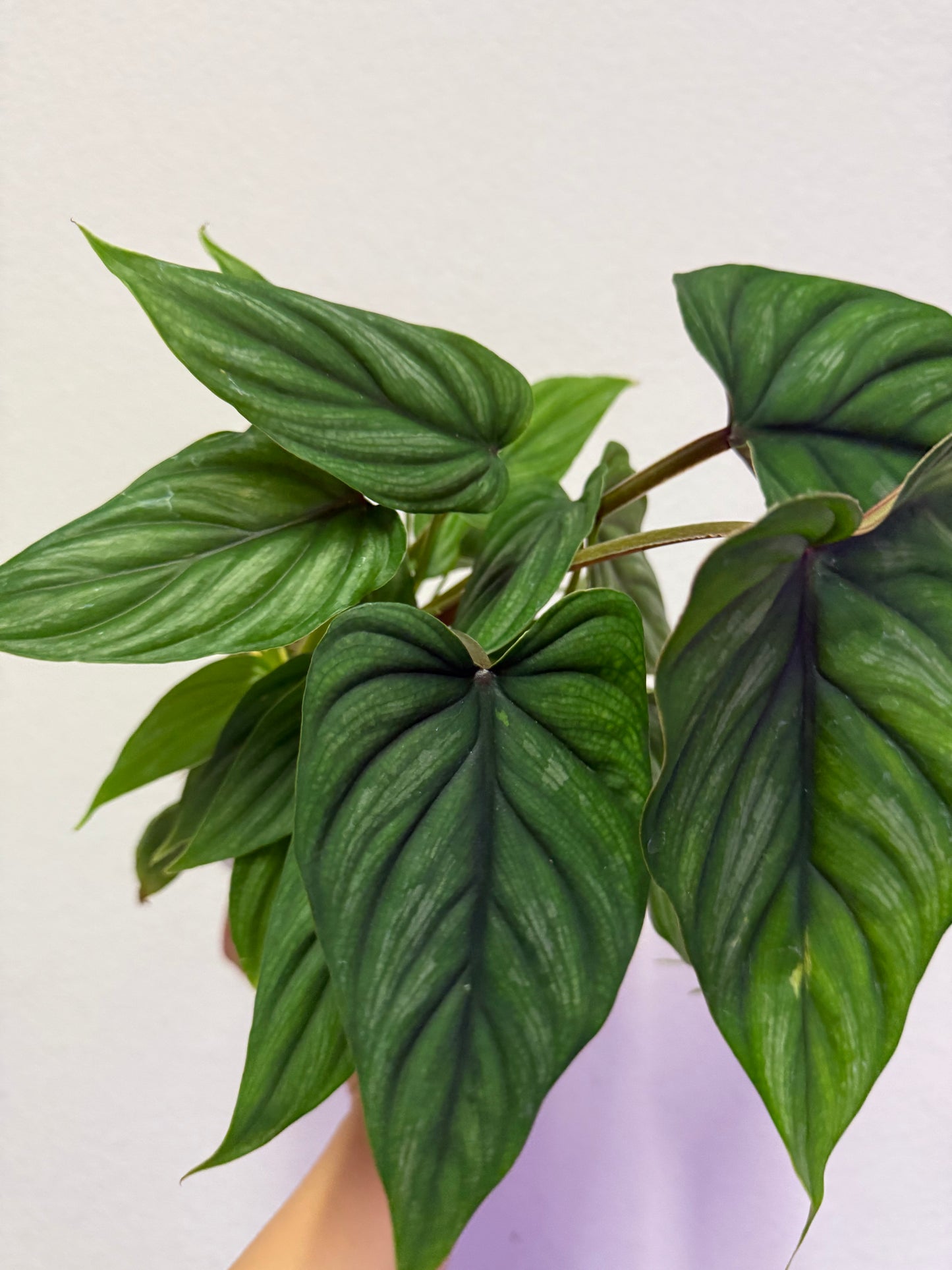 Philodendron plowmanii plant