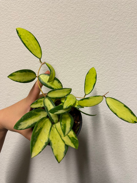 Hoya acuta (Inner variegation) plant