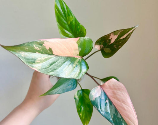 Homalomena Pink Diamond Plant - Growers choice