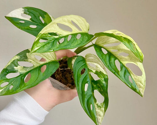 Monstera Adansonii Albo Variegated Plant - Growers choice