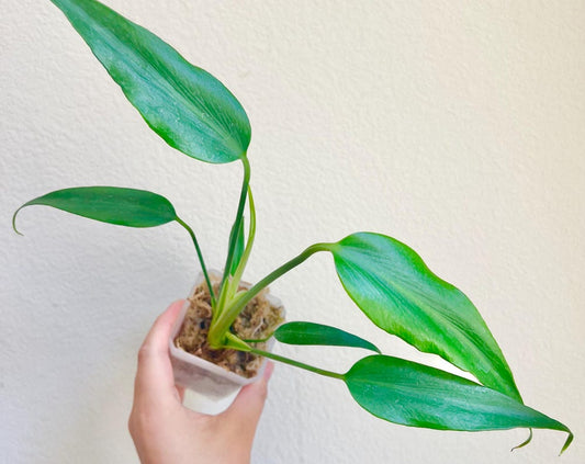 Monstera Burle Marx Flame Plant - Growers choice