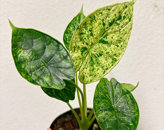 Alocasia baginda 'Dragon Scale' variegated (Mint) plant