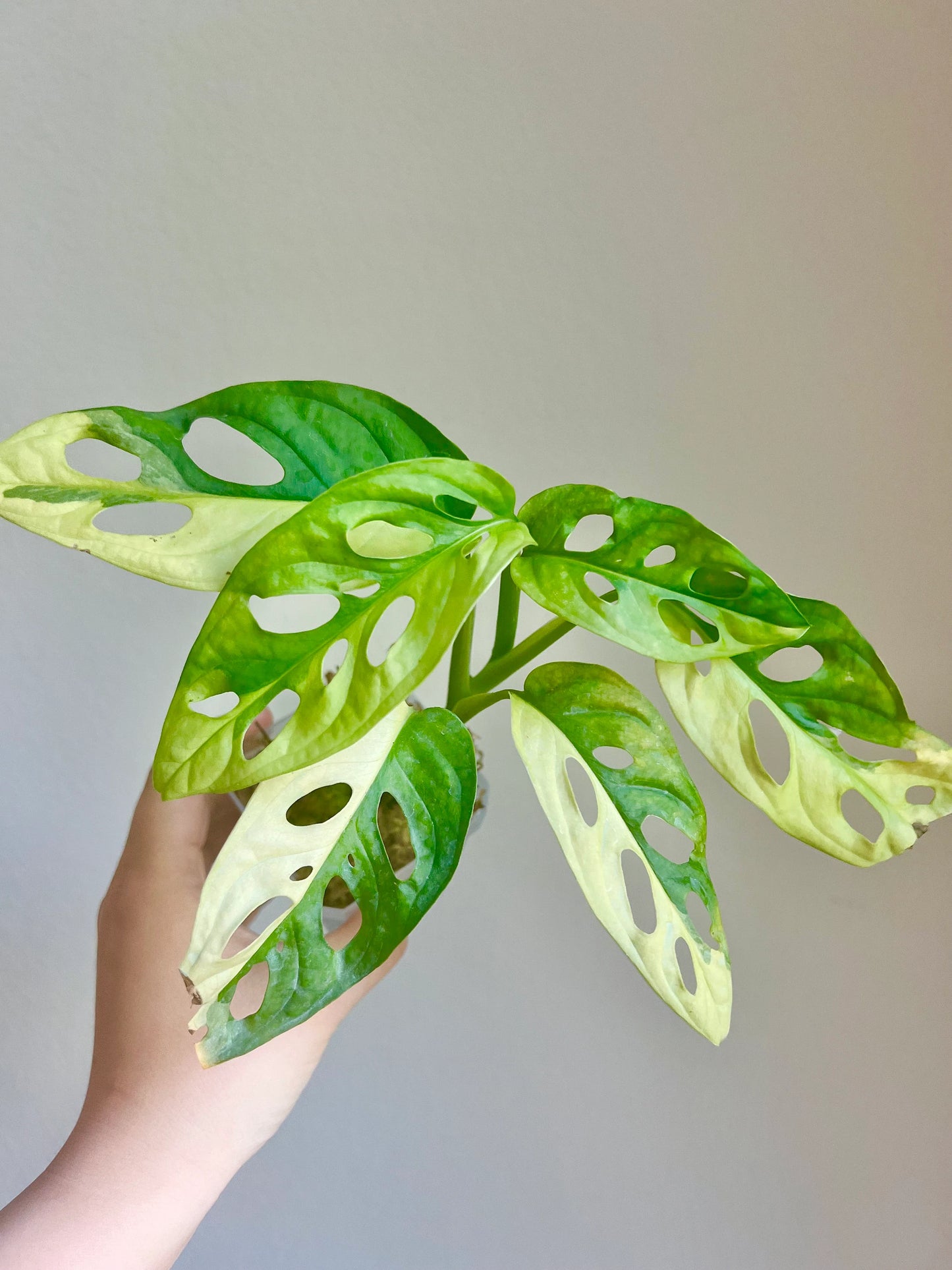 Monstera Adansonii aurea variegated plant - Growers choice