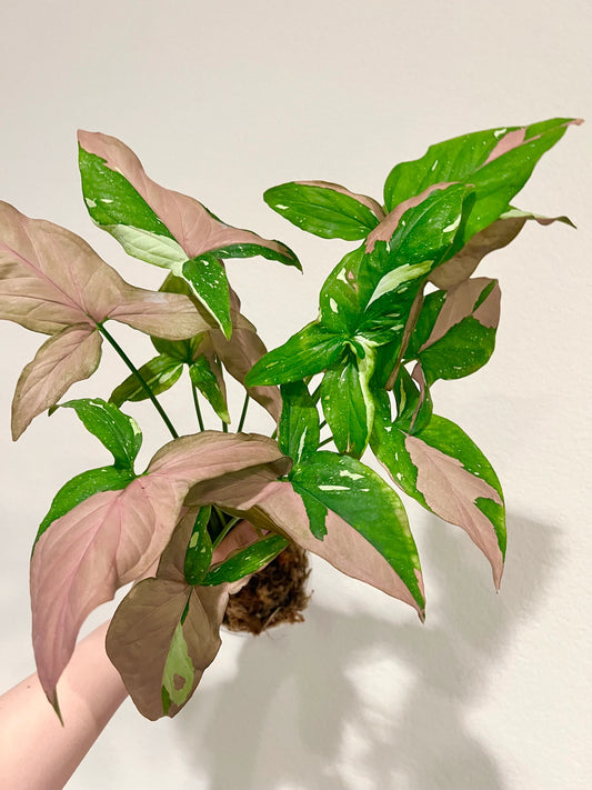 Syngonium Tricolor variegated plant