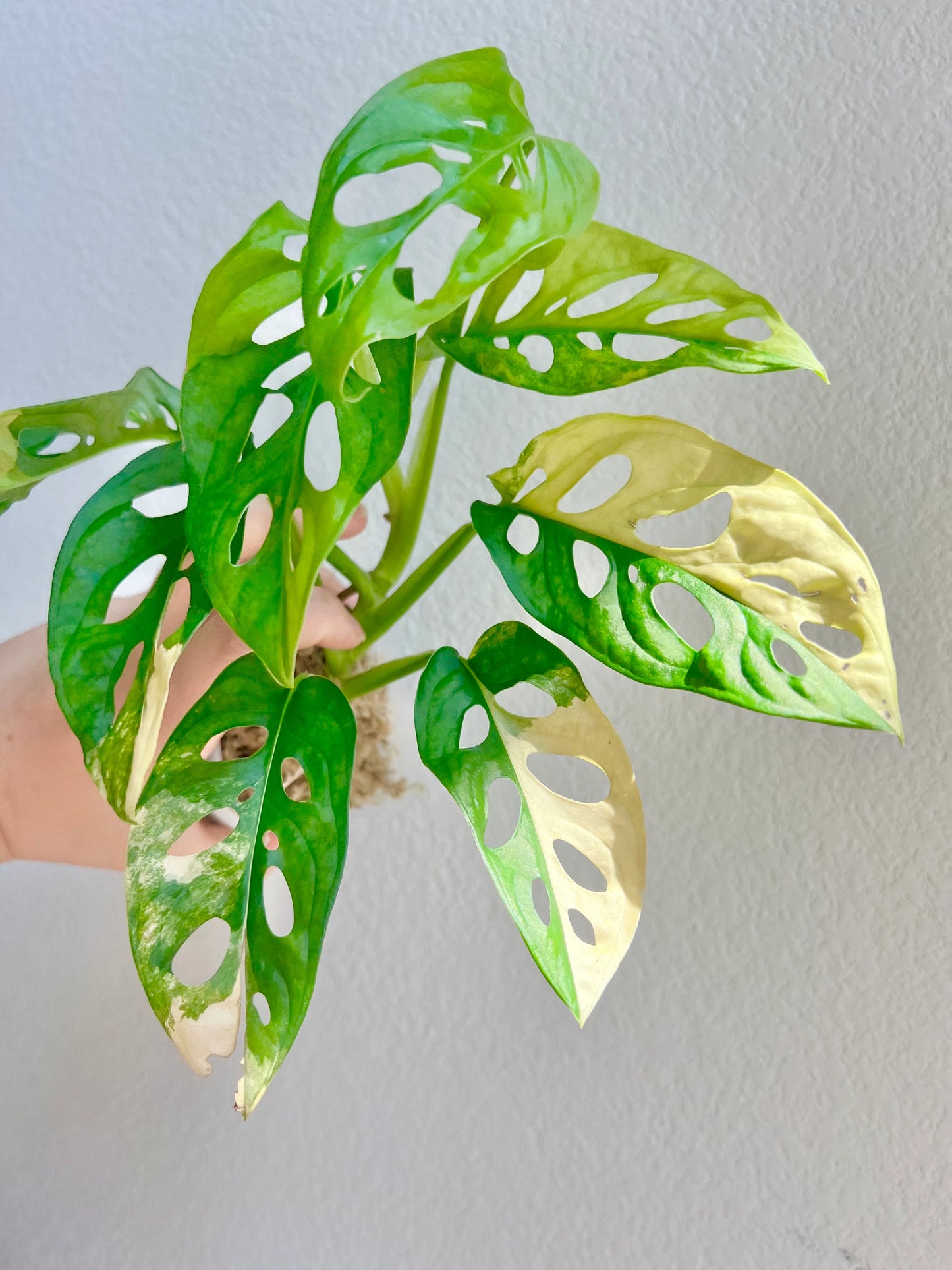 Monstera Adansonii aurea variegated plant - Growers choice