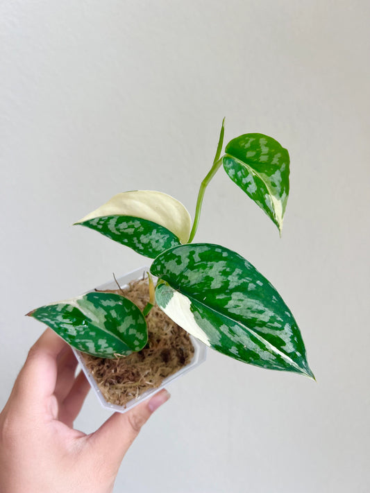 Scindapsus Mayari Variegated Plant - Growers choice